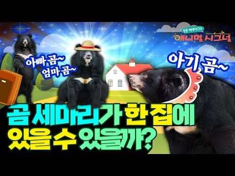 동요 검증 ? 실제로 곰은 무리 생활을 할까? ?? [#시크릿주주]