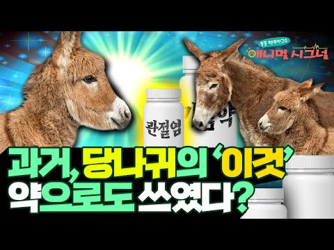 가축계의 강아지!? 당나귀의 '이것'이 관절염, 기침, 상처 치료에 쓰였다? [#시크릿주주]