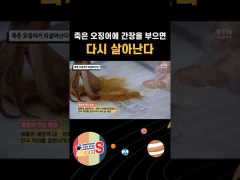 오징어 절단을 통해 알아보는 흥분의 전도 현상#shorts