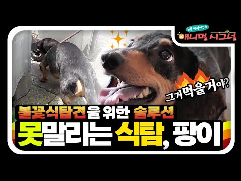 음식물 쓰레기도? 심지어 다른 개?의 X까지 먹는 불꽃식탐견 팡이? [#애니멀시그널]