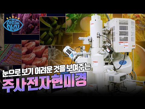 10억 분의 1M! 약 2nm 관찰 가능한 '주사전자현미경' ?[#아이노트]