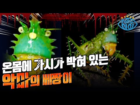 곤충은 물론 사람 손가락까지 물어 버리는 악마의 베짱이 [#X파일]