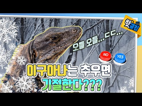 멸종위기종 '이구아나' 이구아나의 모든 것~ 함께 알아보시죠! [#핫클립]