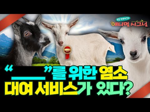 ???? 미국, 일본에서 각광받고 있는 신박템 ? 염소 대여 서비스 [#시크릿주주]