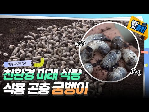 미래의 식량이 될 굼벵이 [#핫클립]