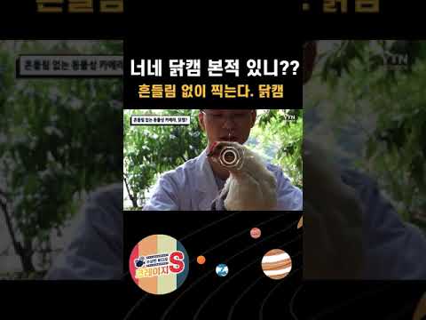 짐벌이 없으면 닭이 있으면 됩니다. 닭캠! #shorts
