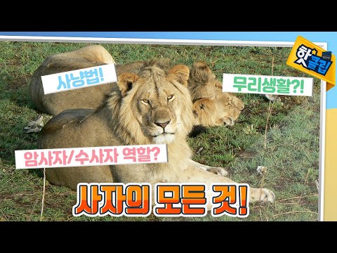 단거리 사냥에 능한 사자의 모든 것 [#핫클립]