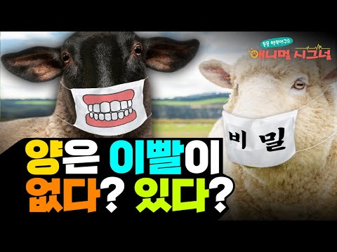 복슬복슬 매력적인 양...?  틀니설이 있는데요!? ㅋㅋ [#시크릿주주]