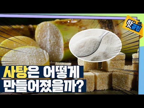 사탕은 매우 귀한 음식이었다? [#핫클립]