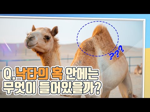 선인장의 가시까지 먹어버리는 낙타! 낙타의 모든 것 [#핫클립]