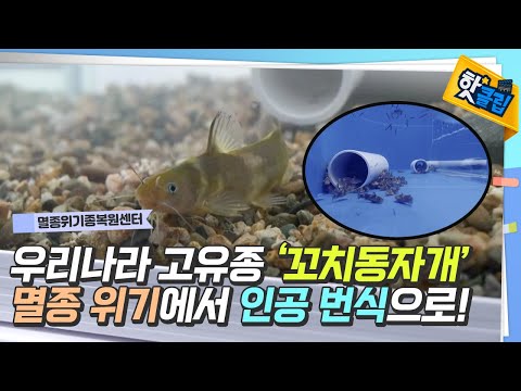 우리나라 고유종 '꼬치동자개'의 인공 증식 [#핫클립]