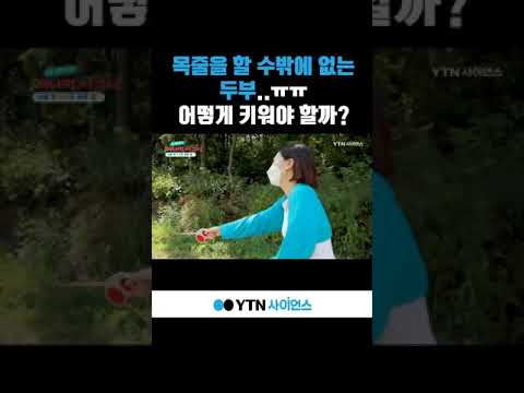 목줄을 할 수밖에 없는 두부 #shorts