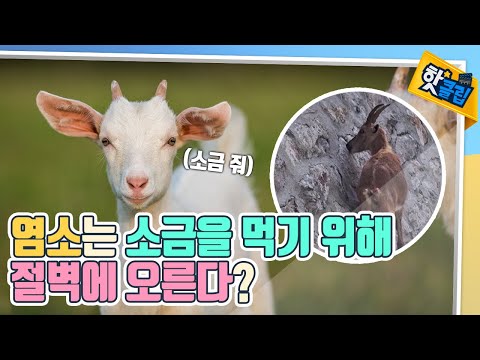 절벽과 나무를 오르는 염소의 비밀 [#핫클립]