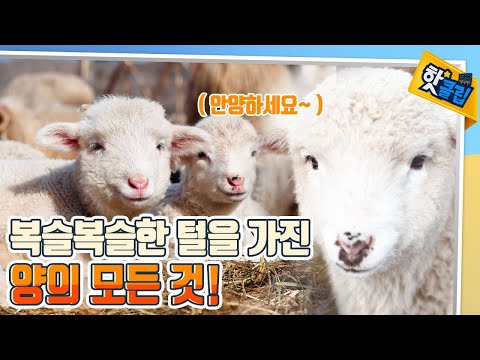 [핫클립] 복슬복슬한 털의 소유자, 양의 모든 것