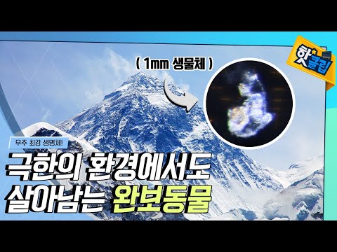 [핫클립] 지구 최강의 생명체, 완보동물