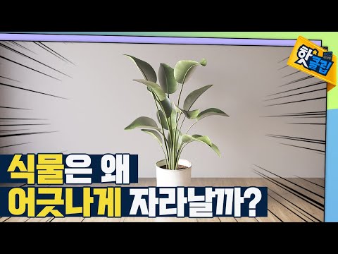 [핫클립] 식물의 속에 숨은 수학