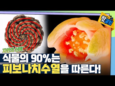 [핫클립] 식물이 아름다운 이유는 황금비 때문?