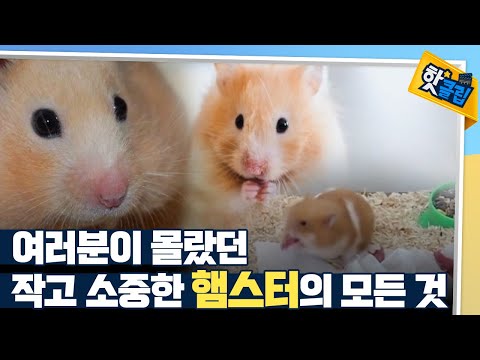 [핫클립] 햄스터는 새끼를 입에 넣어서 보호한다?