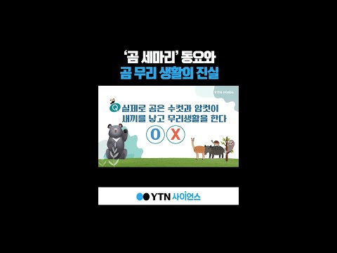 '곰 세마리' 동요와 곰 무리 생활의 진실 #shorts