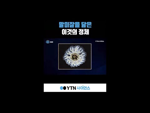 말미잘을 닮은 이것의 정체 #shorts