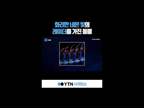 화려한 네온 빛의 레이더를 가진 동물 #shorts