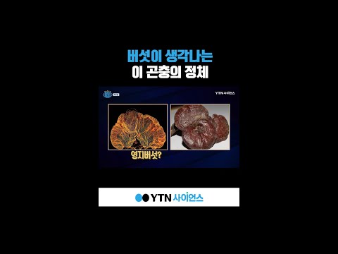 버섯이 생각나는 이 곤충의 정체 #shorts