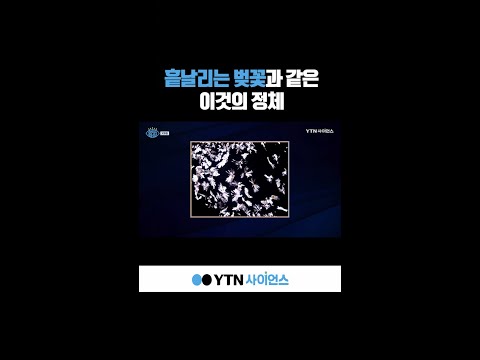 흩날리는 벚꽃과 같은 이것의 정체 #shorts