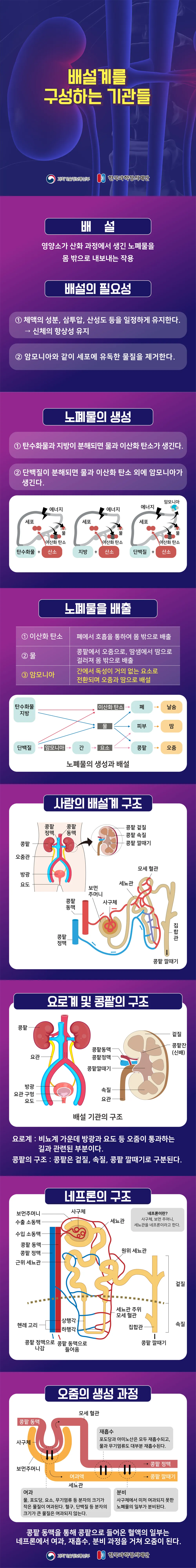 [분야] 생물<br>[주제] 배설 기관의 구조와 기능 이해<br>[콘텐츠명] 배설계를 구성하는 기관(도입)<br>[유형] 인포그래픽<br>[난이도] 중등 이상