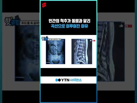 인간의 척추가 동물과 달리 곡선으로 이루어진 이유 #shorts