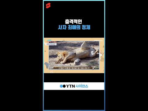 충격적인 사자 최애의 정체 #shorts
