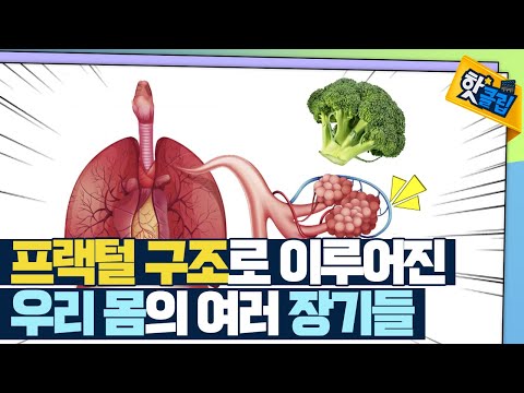 [핫클립] 인체 곳곳에 숨어있는 프랙털 구조