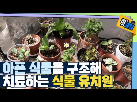 [핫클립] 버려진 식물을 살려라!