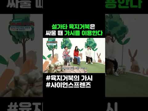 설가타 육지거북은 싸울 때 가시를 이용한다 #shorts