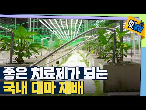 [핫클립] 의료용 대마 헴프의 재배과정