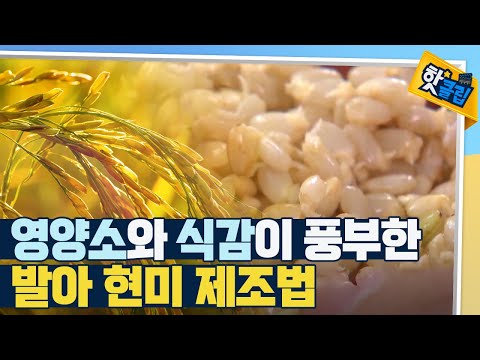 [핫클립] 특별한 발아 현미 제조법