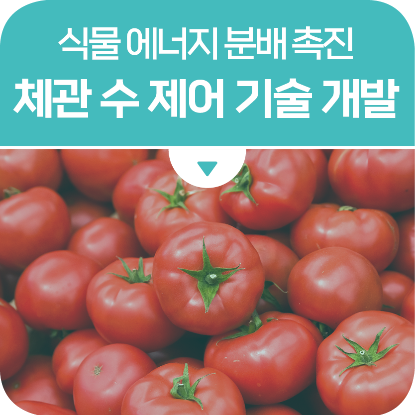 식물 에너지 분배 촉진을 통한 토마토 생산성 향상 기술 제안
