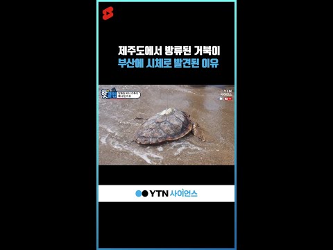 제주도에서 방류된 거북이 부산에 시체로 발견된 이유