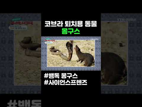 코브라 퇴치용 동물 몽구스 #shorts