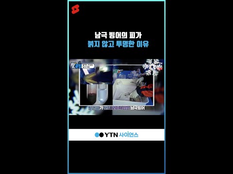 남극 빙어의 피가 붉지 않고 투명한 이유 #shorts