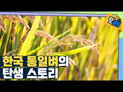 [핫클립] 한국 통일 벼의 탄생