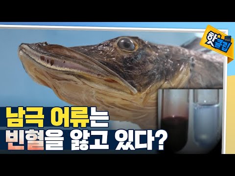 [핫클립] 혈액이 투명한 남극 어류