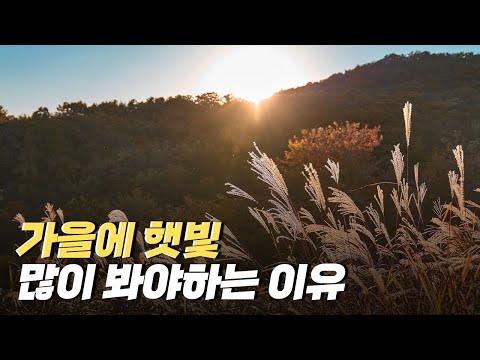 [핫클립] 가을에 햇빛을 많이 봐야하는 이유