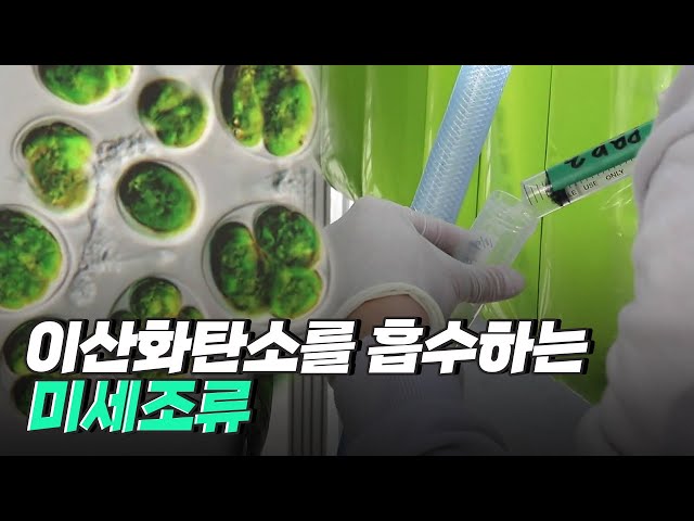 [핫클립] 탄소 배출과 새로운 자원을 동시에 얻을 수 있는 미세 조류