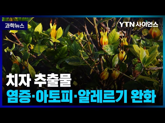 [과학뉴스] 한국한의학연구원, 치자 추출물 .. 아토피피부염·알레르기 완화 효과