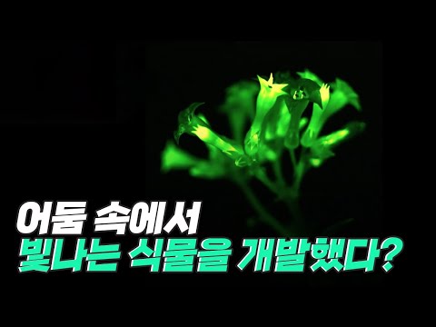 [핫클립] 반딧불처럼 발광을 지속할 수 있는 담배 나무