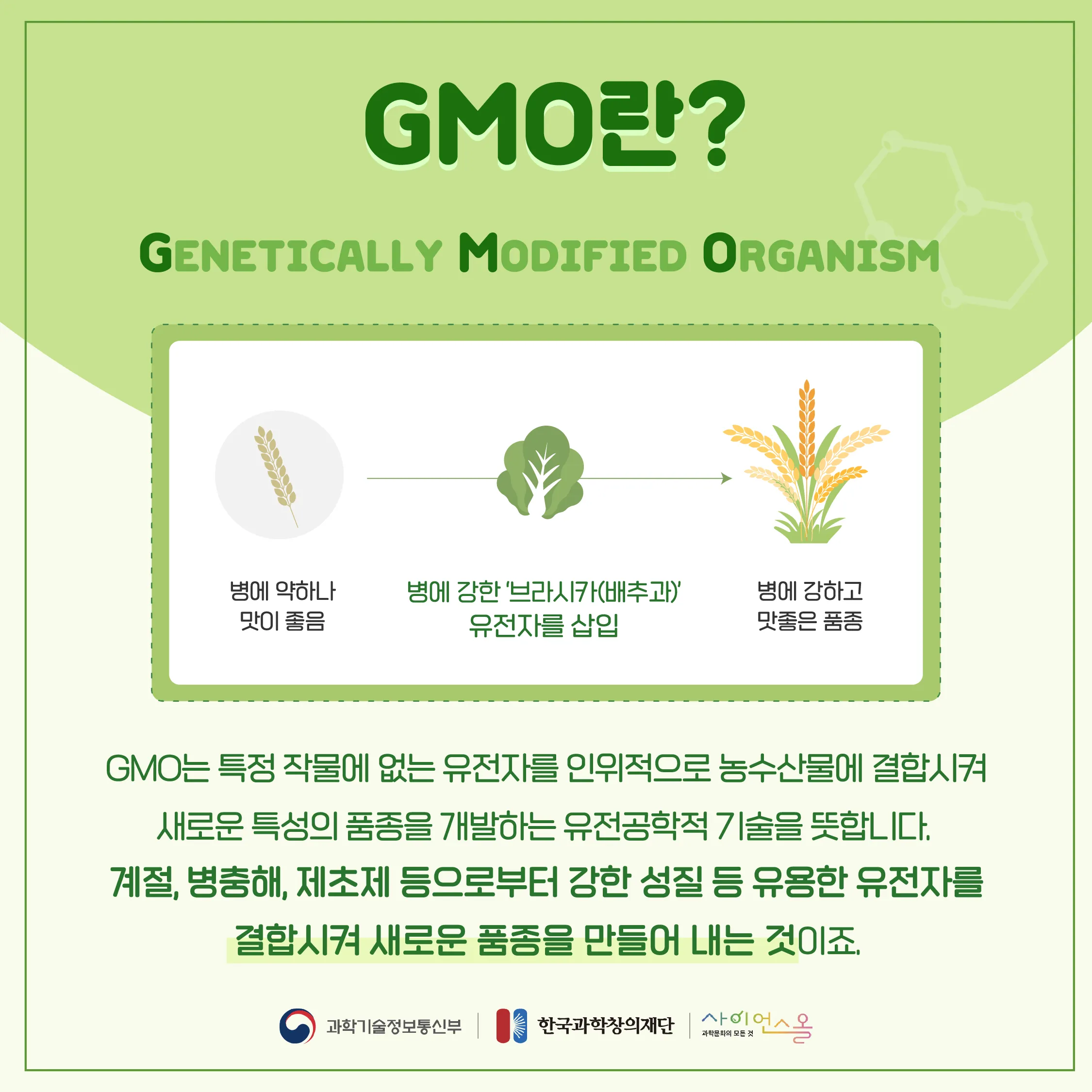 [달콤쌉싸름 과학] 우리식탁 속 깊숙이 자리잡은 GMO, 과연 괜찮을까? 유전자변형 농수산물