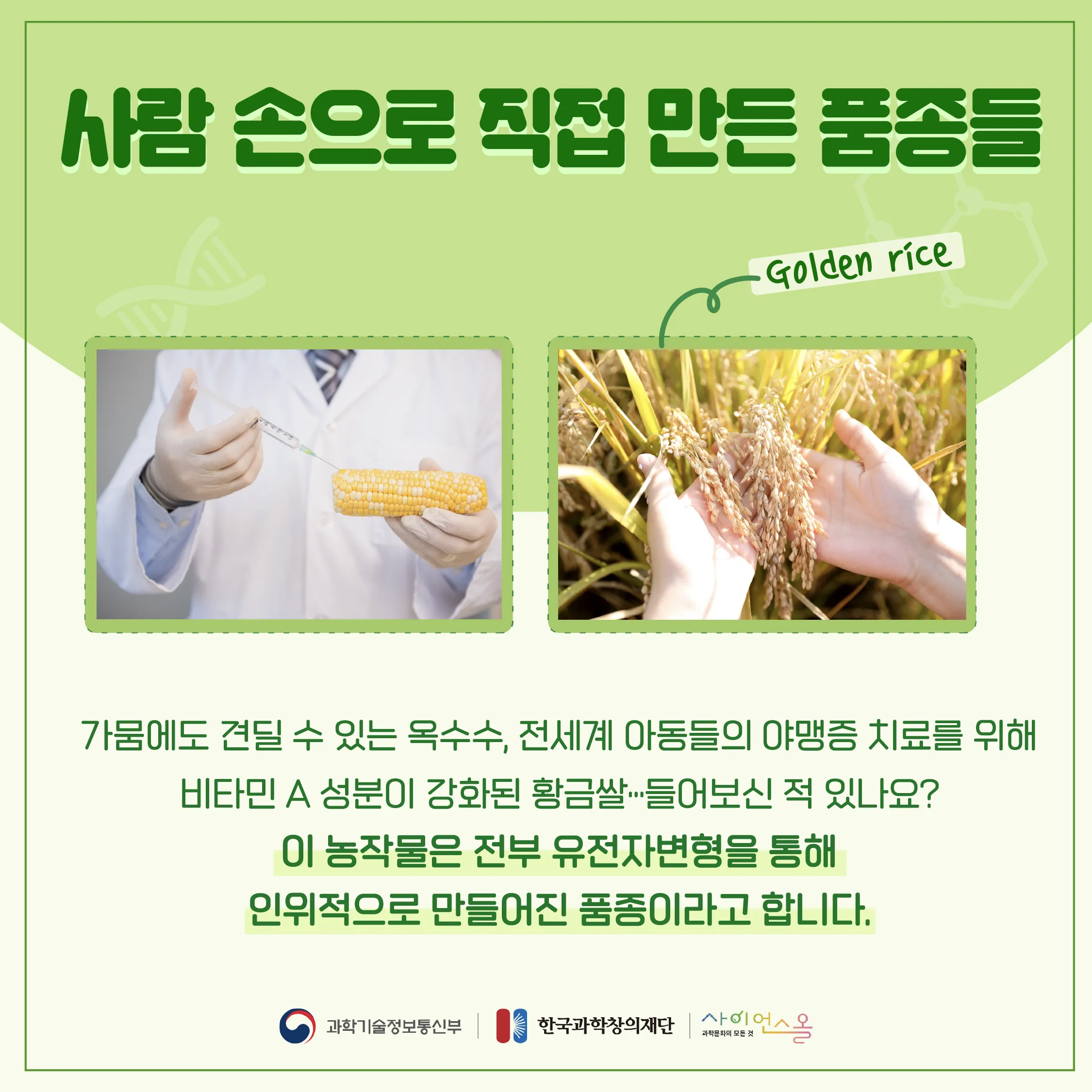 [달콤쌉싸름 과학] 우리식탁 속 깊숙이 자리잡은 GMO, 과연 괜찮을까? 유전자변형 농수산물