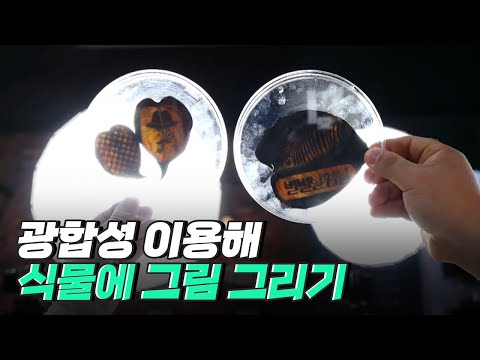[핫클립] 식물에 그림을 그릴 수 있다?