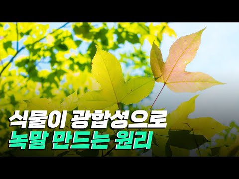 [핫클립] 식물이 광합성으로 어떻게 녹말을 만들어낼까?