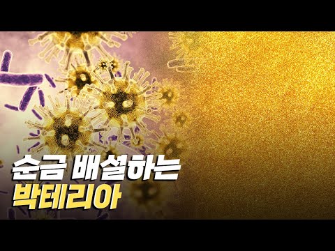 [핫클립] 순금을 배설하는 박테리아가 있다?
